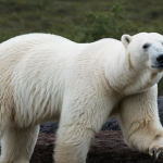 Polar Bear Shot